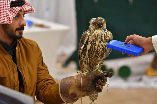 اللجنة المنظمة لمهرجان الملك عبدالعزيز للصقور تعلن انتهاء التسجيل لمسابقات الملواح واستمرار التسجيل في المزاين